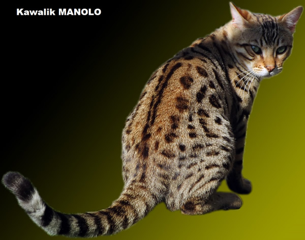 chat bengal